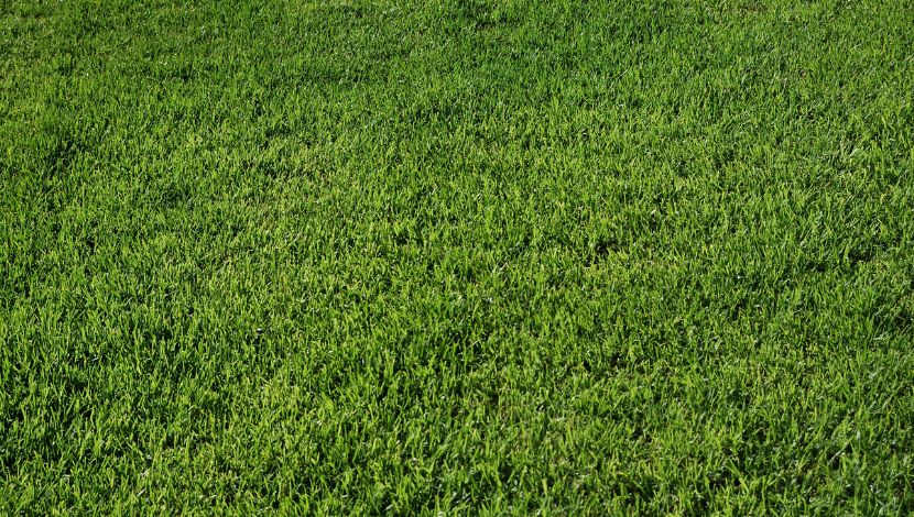 membersihkan karpet rumput sintetis sisir serat