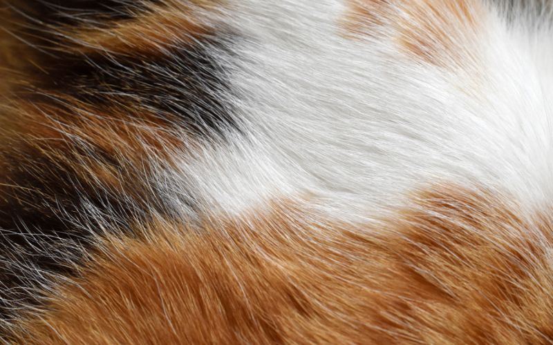 apakah bulu kucing bisa hilang