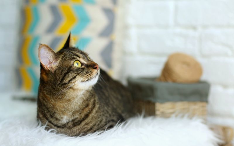 cara menghilangkan bulu kucing di karpet featured image