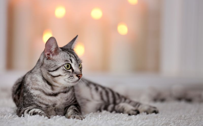 catatan membersihkan bulu kucing di karpet