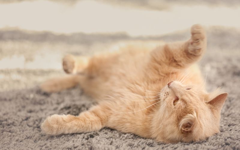 tutorial cara menghilangkan bulu kucing di karpet